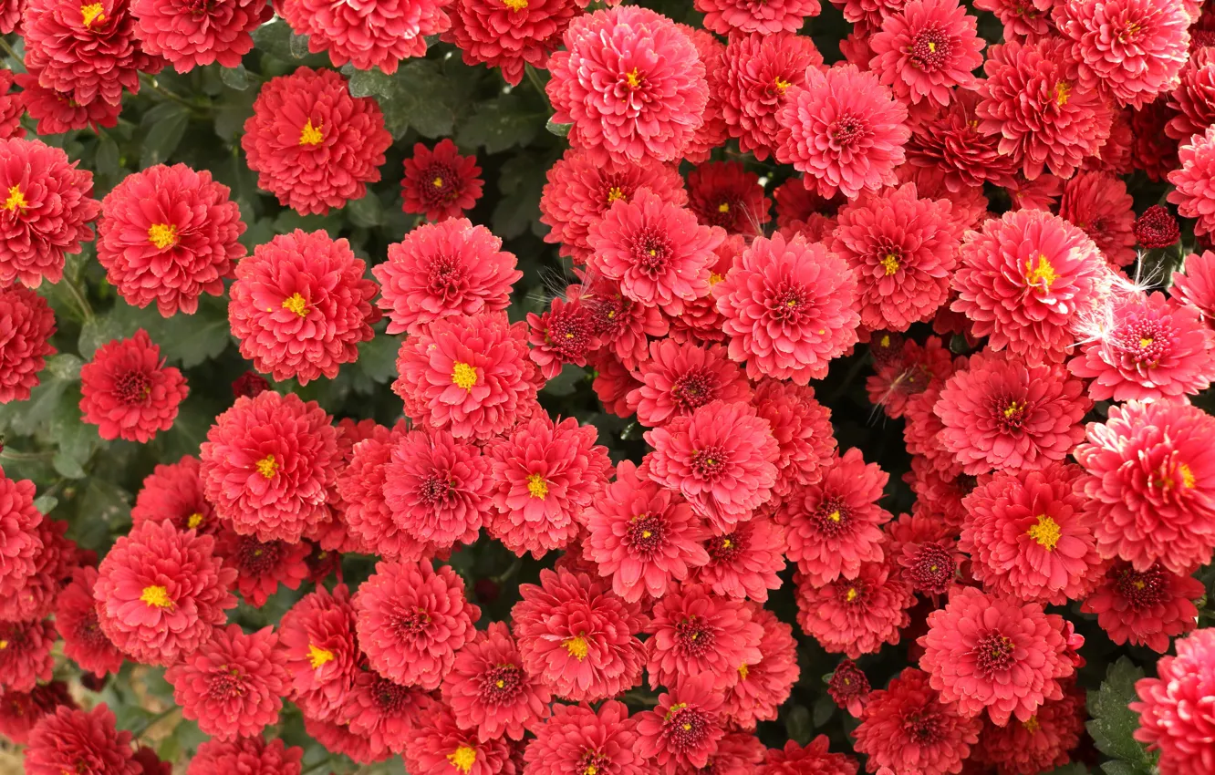 Photo wallpaper flowers, red, garden, flowerbed, the bushes, chrysanthemum, a lot, lush