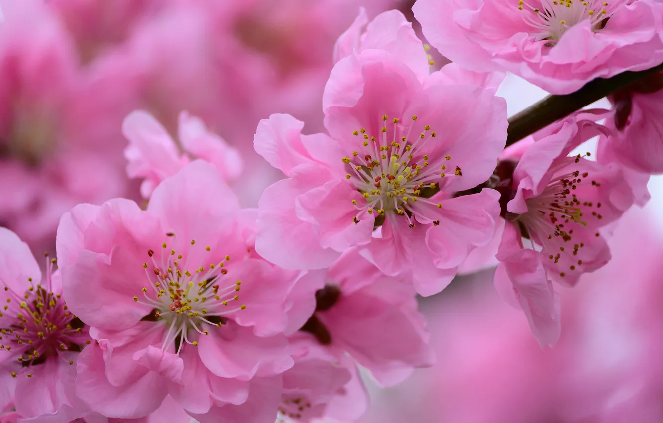 Photo wallpaper flowers, branches, spring, flowering