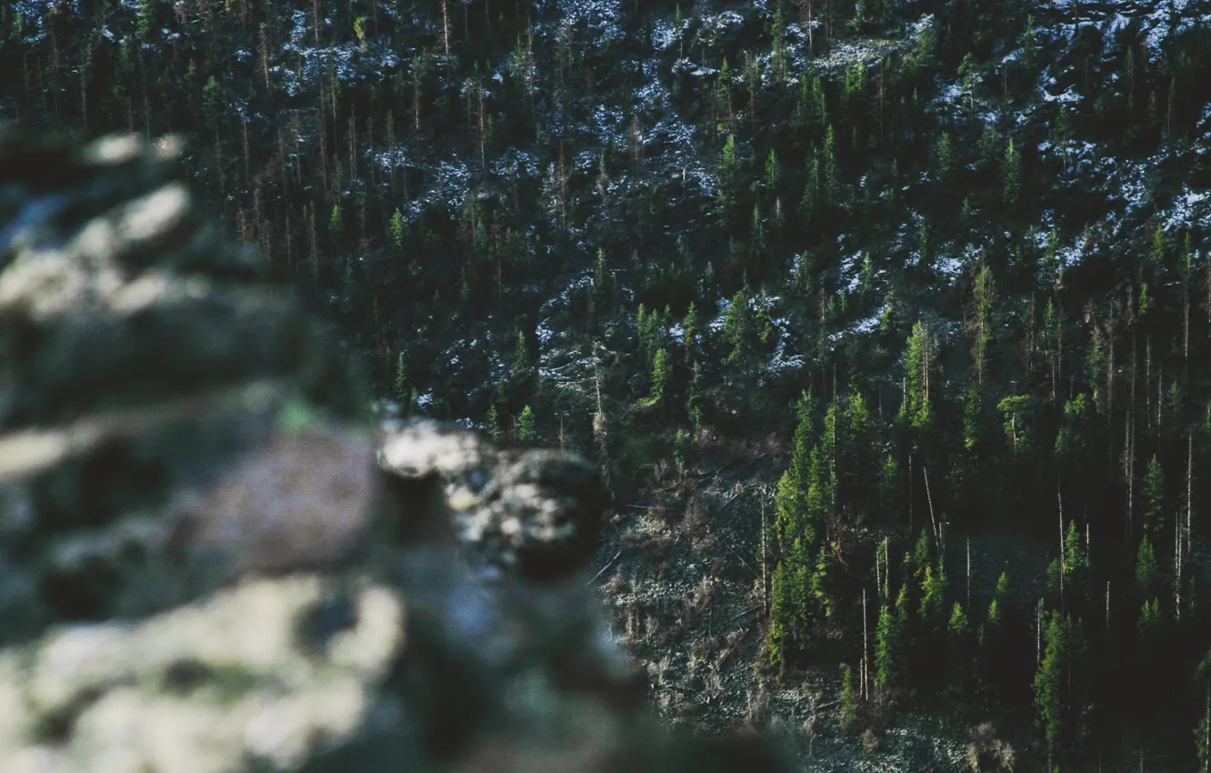 Photo wallpaper forest, trees, nature, wood, snow, bokeh, stones, freeze