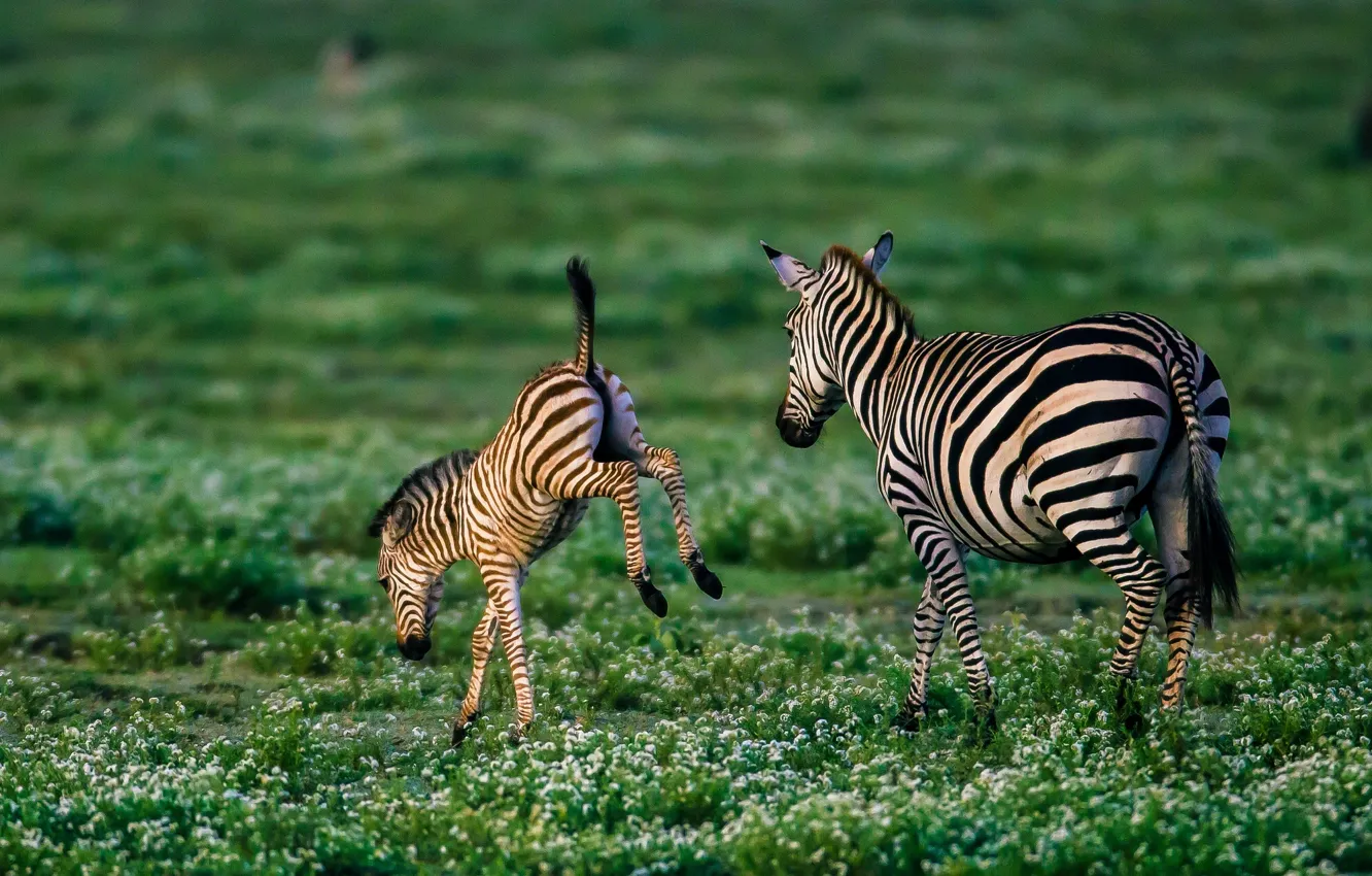 Photo wallpaper Zebra, cub, foal