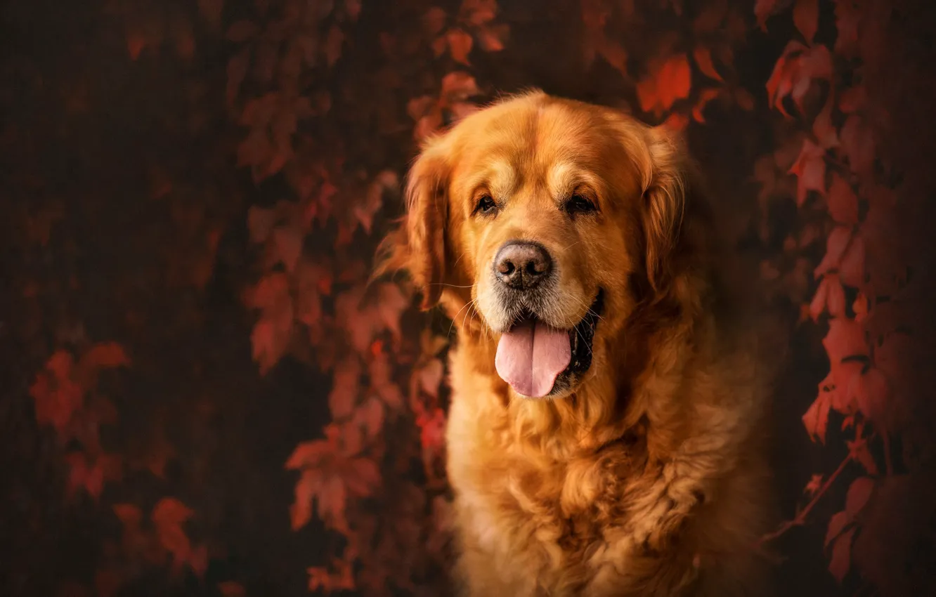 Photo wallpaper language, face, leaves, dog, Golden Retriever, Golden Retriever