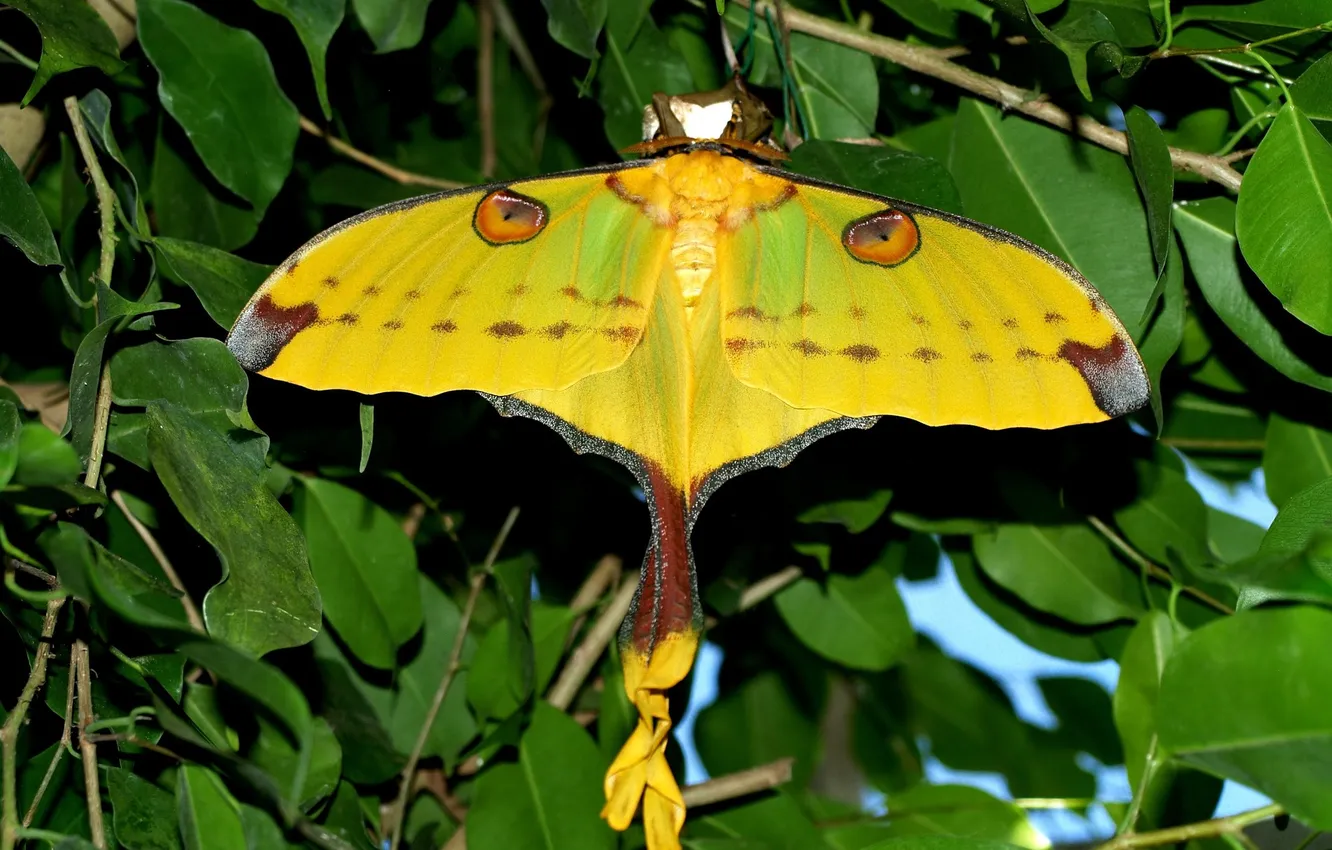 Photo wallpaper leaves, microsemi, butterfly, wings, insect, beautiful, closeup