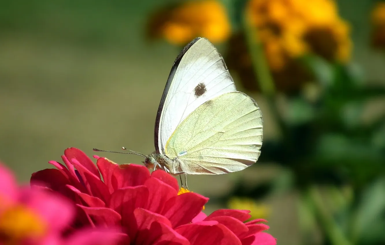 Photo wallpaper flowers, macro, butterfly, wings, beautiful, closeup