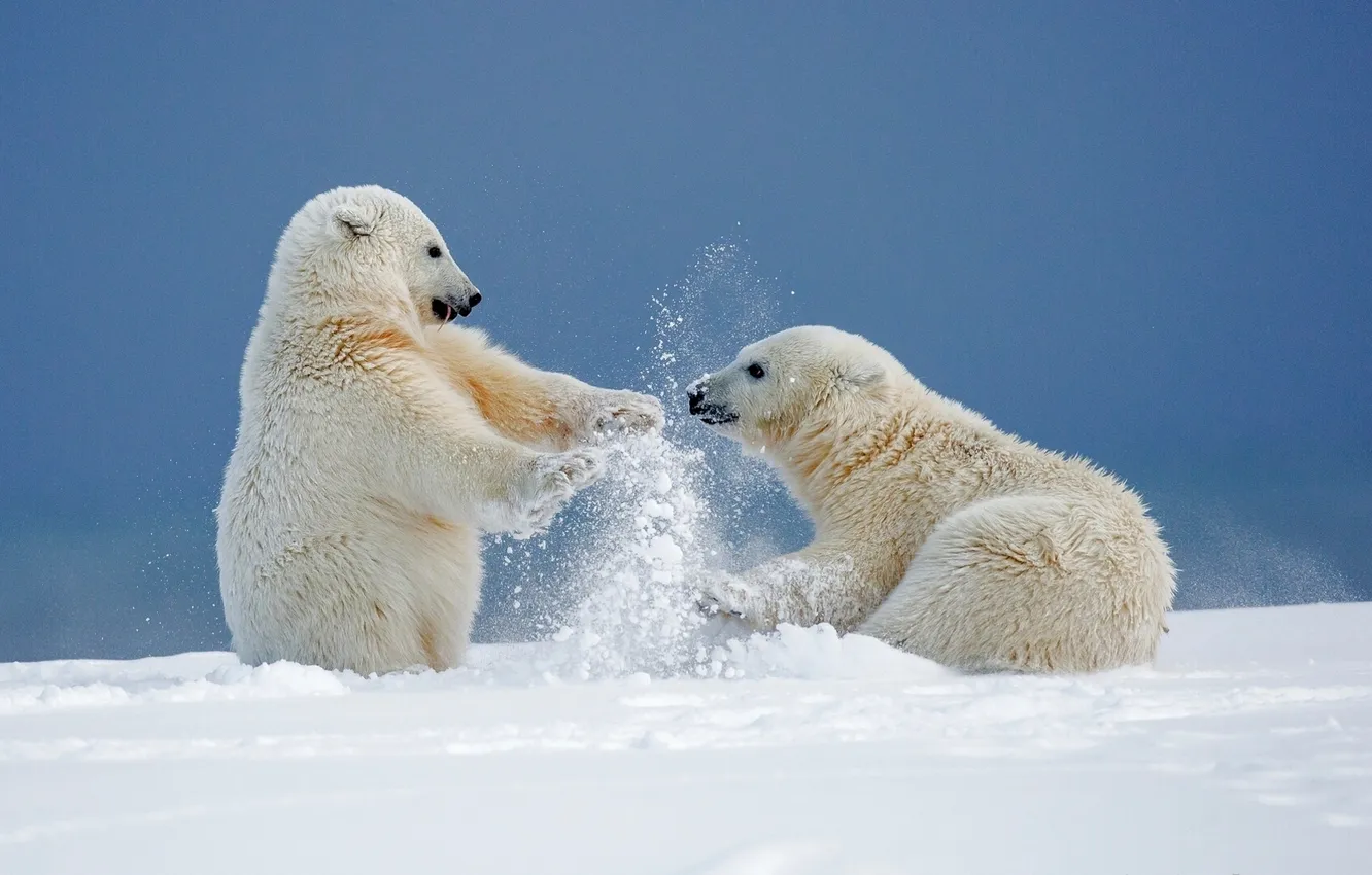 Photo wallpaper winter, snow, the game, bear, Alaska, bear, polar bears, fun