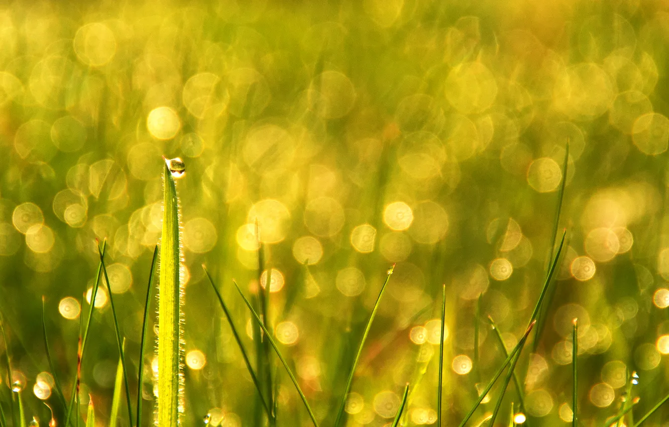 Photo wallpaper grass, drops, bokeh