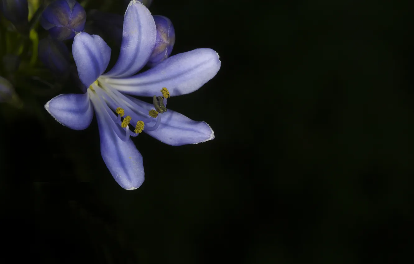 Photo wallpaper flowers, nature, plant, petals