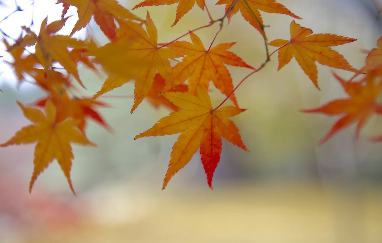 Photo wallpaper autumn, leaves, maple