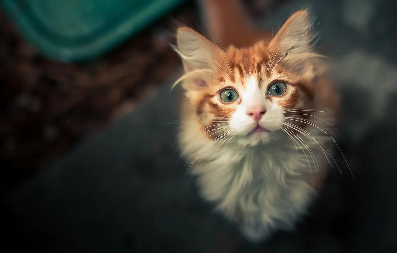 Photo wallpaper cat, look, background