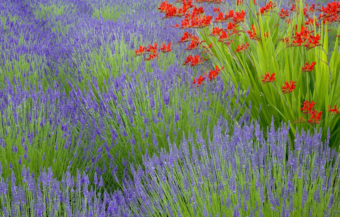 Photo wallpaper field, flowers, meadow, lavender, plantation
