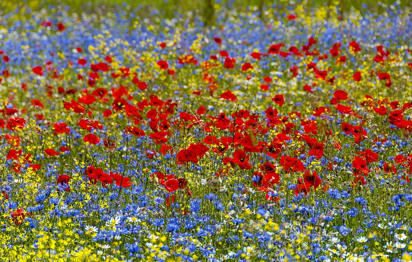 Photo wallpaper field, nature, Maki, meadow