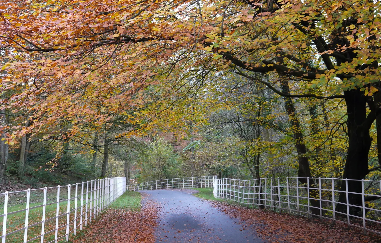 Photo wallpaper road, autumn, landscape, the fence