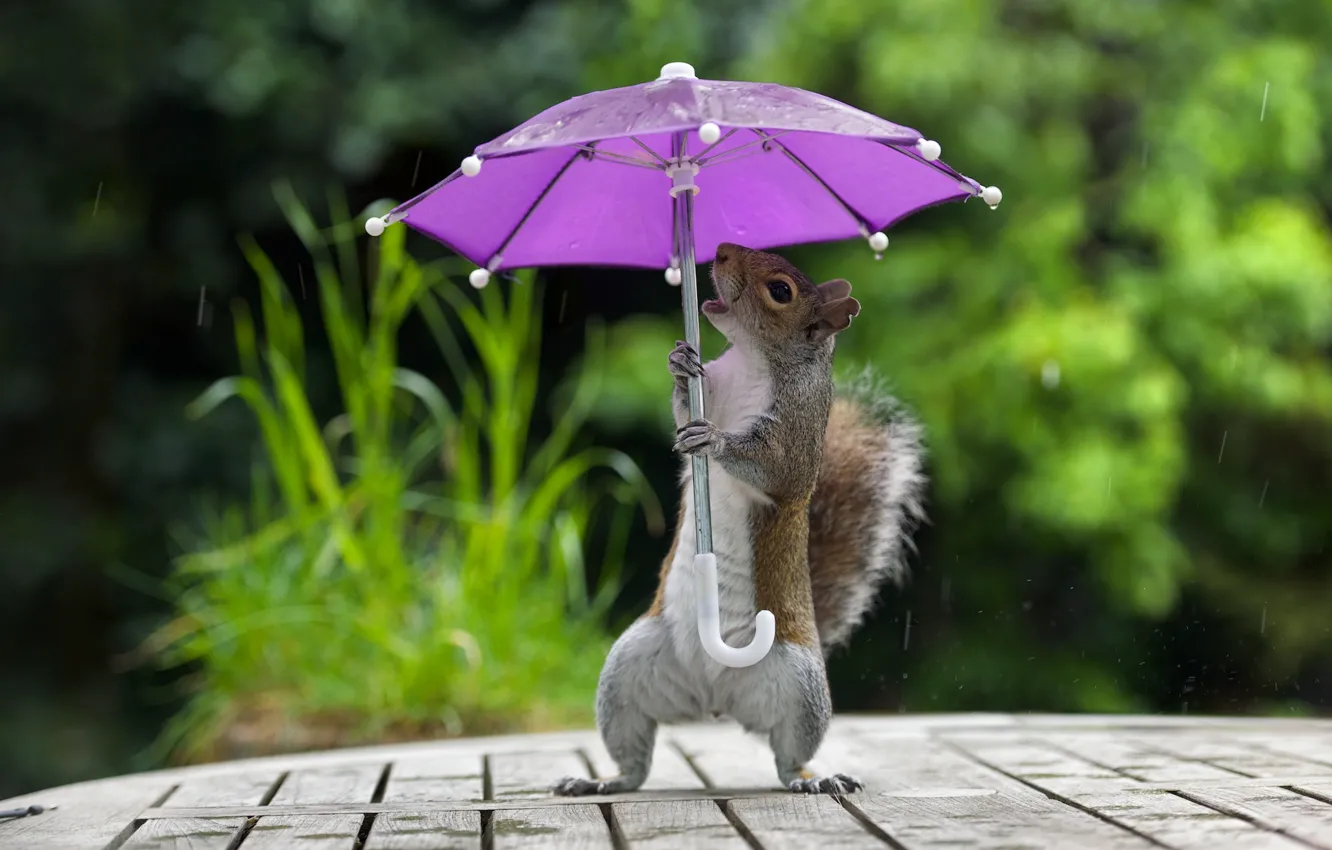 Photo wallpaper greens, nature, pose, umbrella, table, background, rain, Board