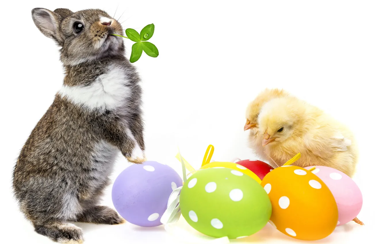 Photo wallpaper chickens, eggs, rabbit, Easter, spring, Easter, bunny