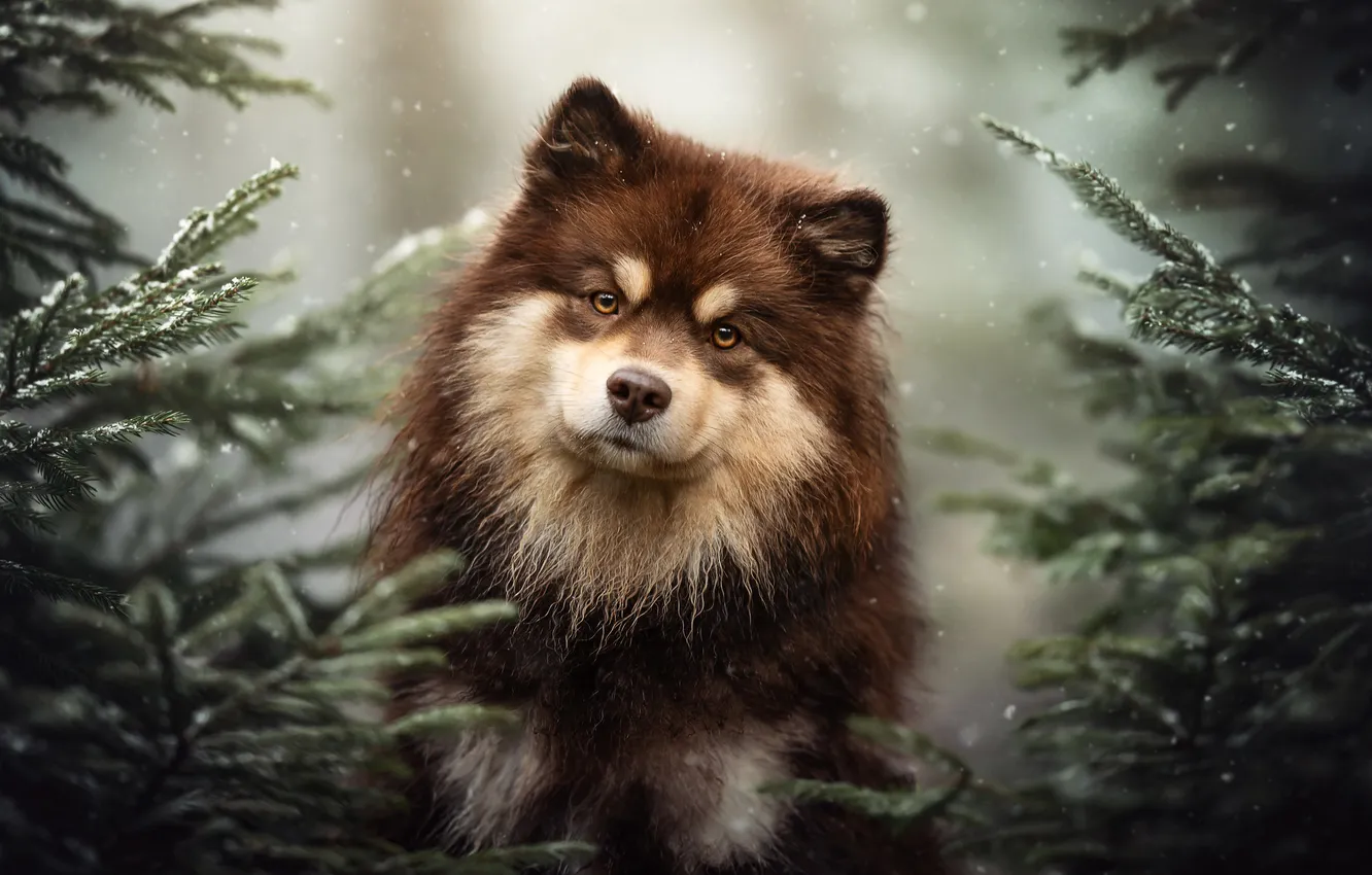 Photo wallpaper look, face, branches, dog, Finnish lapphund