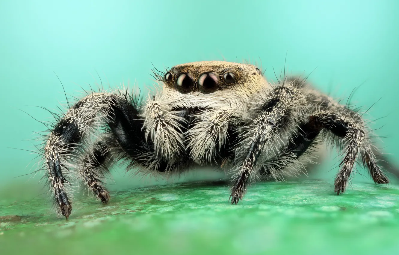 Photo wallpaper eyes, macro, pose, background, black and white, legs, spider, hairy