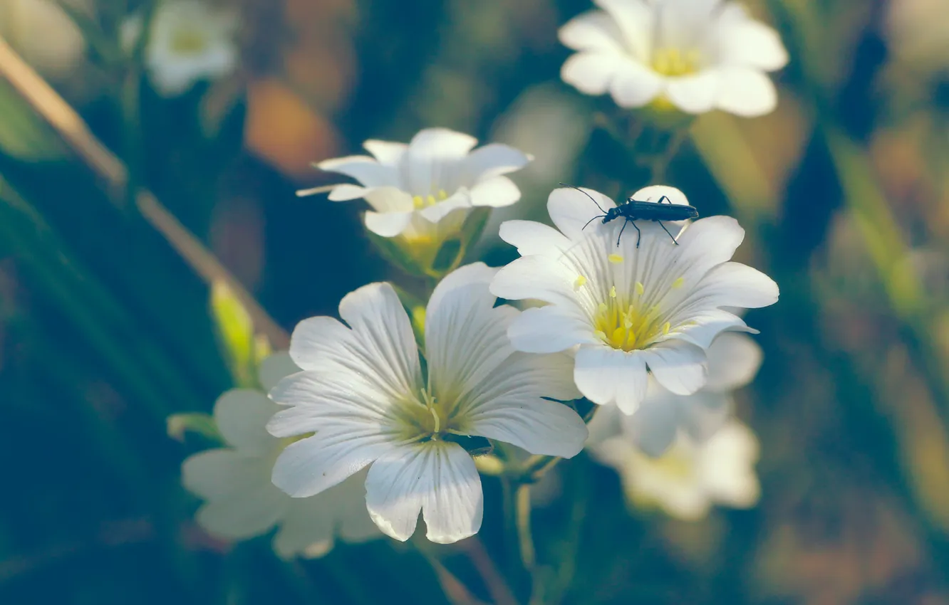 Photo wallpaper white, Flowering, hornwort