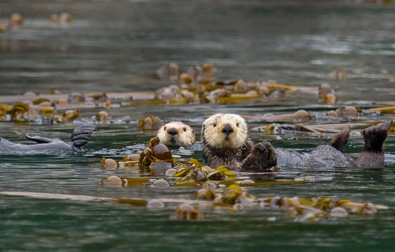 Photo wallpaper sea, Kalan, sea otter