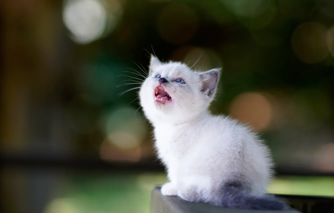Photo wallpaper white, baby, kitty, bokeh, pisklya