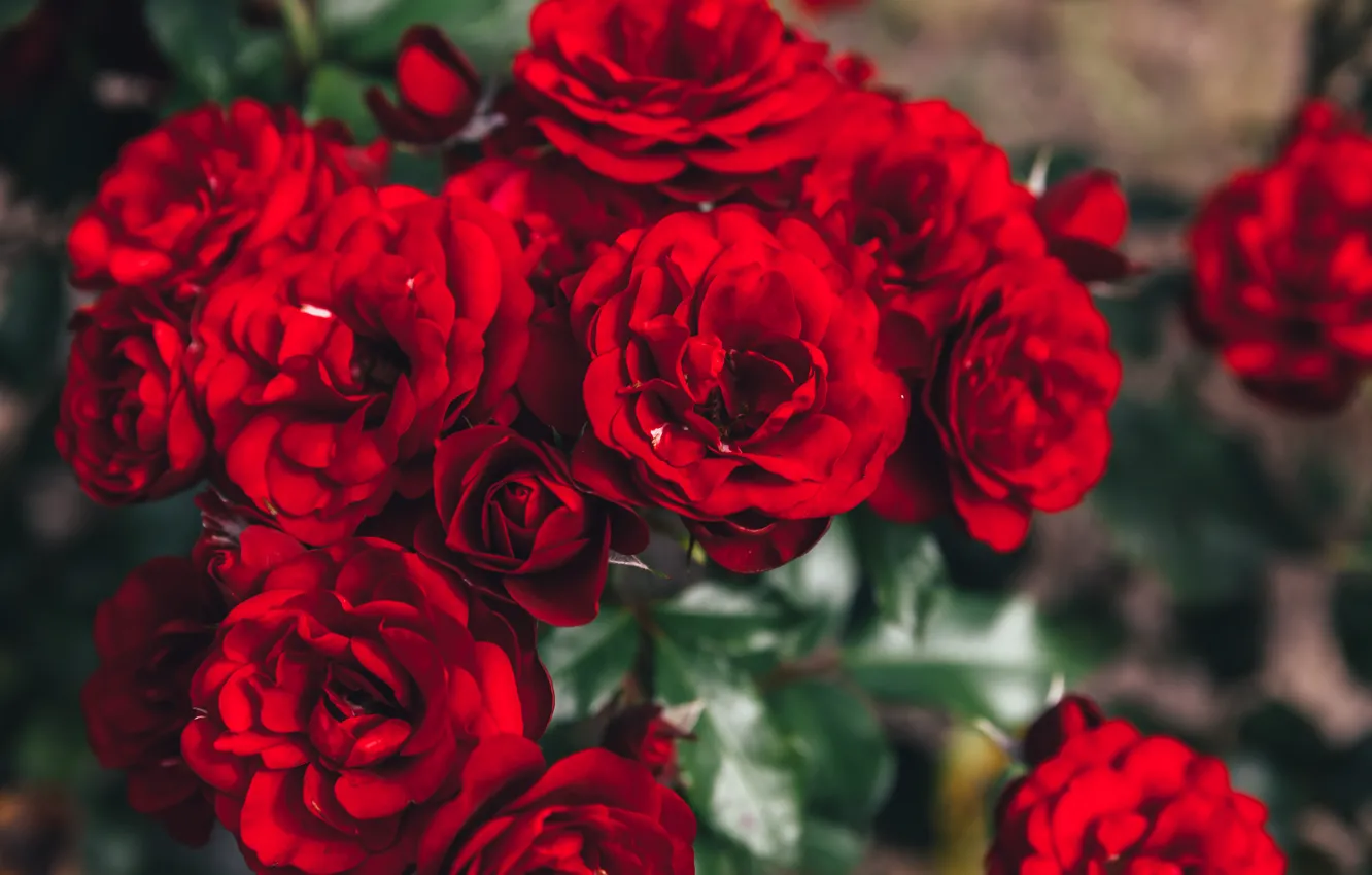 Photo wallpaper red, roses, garden, beautiful, the bushes