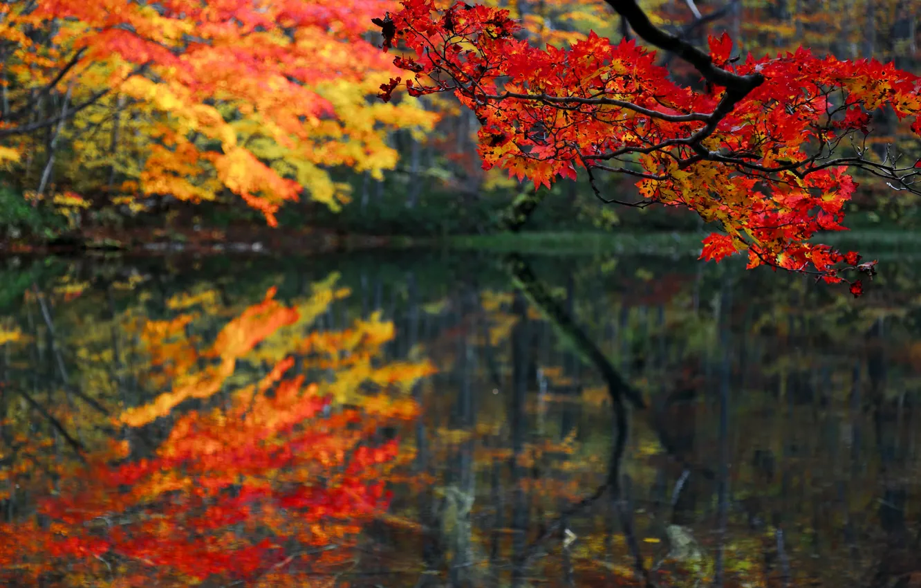 Photo wallpaper autumn, forest, leaves, lake, pond, branch