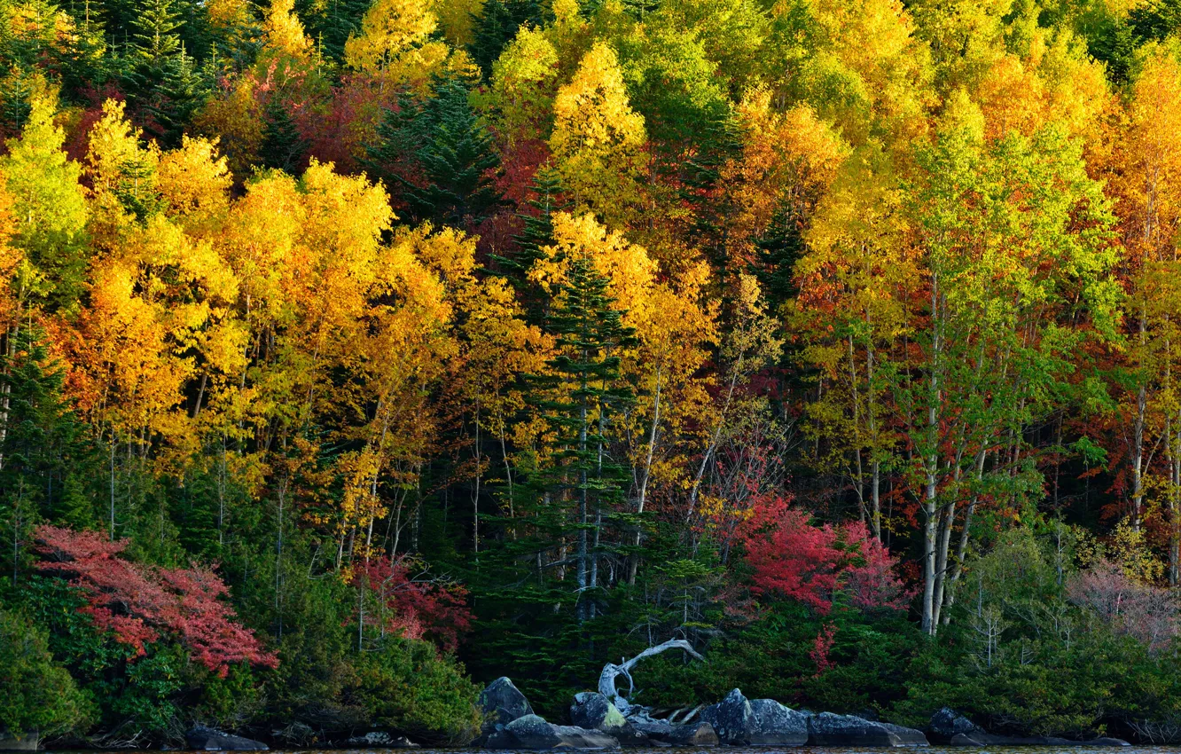 Photo wallpaper autumn, forest, trees, lake, stones, slope