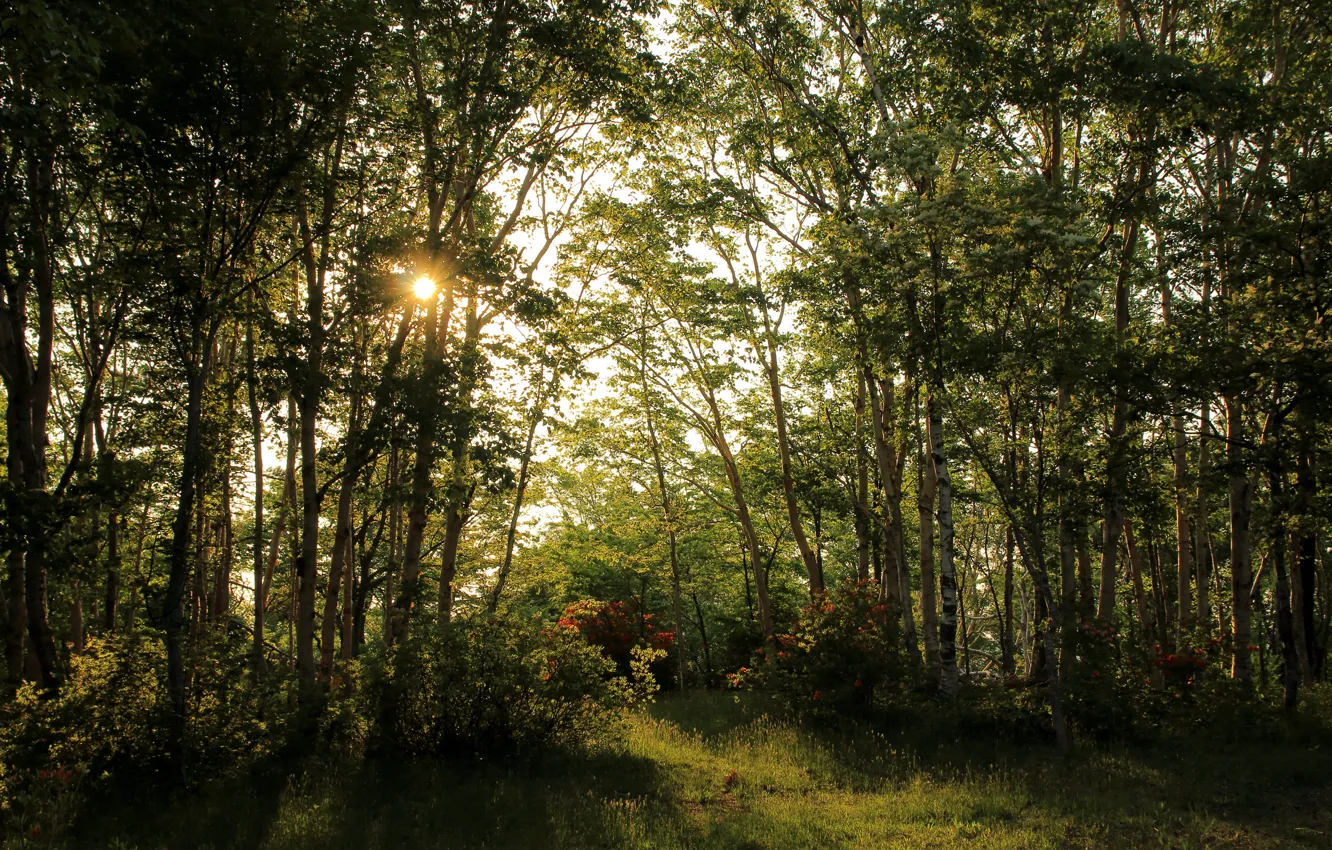 Photo wallpaper forest, summer, grass, trees, the rays of the sun, the bushes