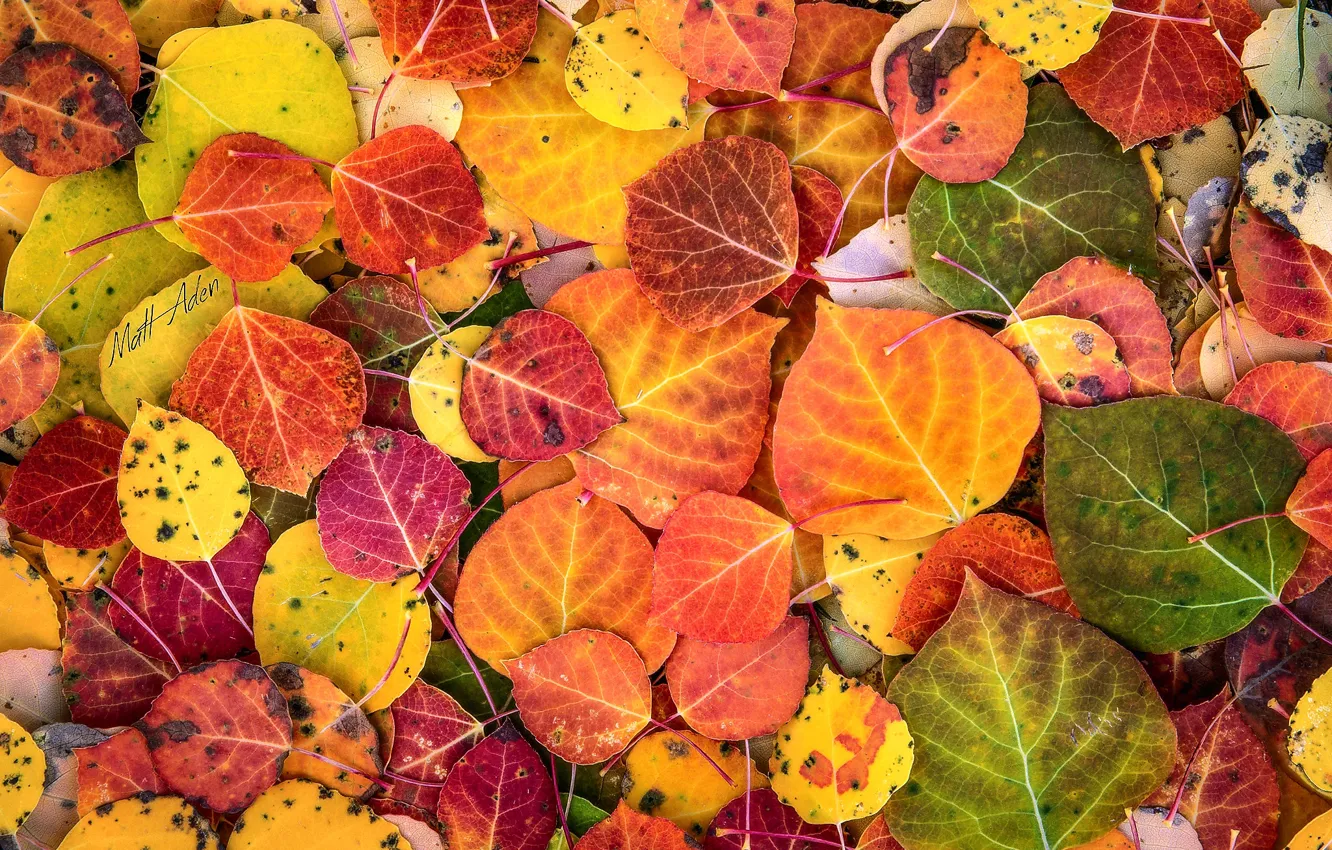 Photo wallpaper autumn, macro, paint, foliage