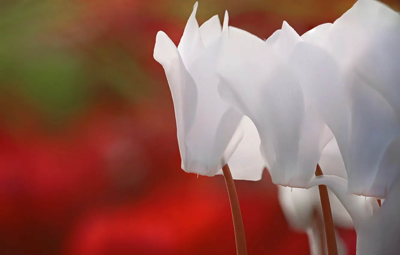 Photo wallpaper white, macro, flowers, blur, petals, gentle, white, red background