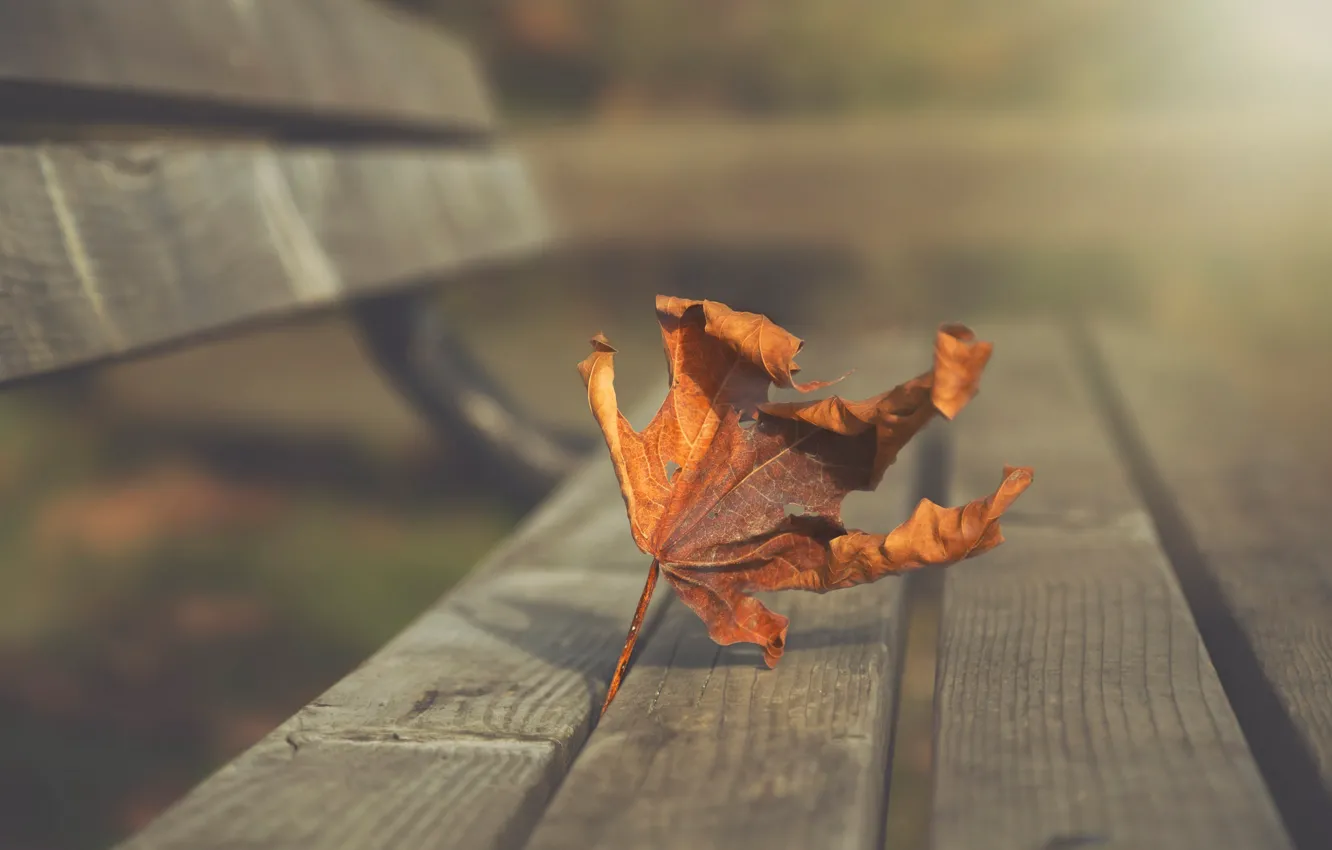 Photo wallpaper autumn, bench, orange, nature, sheet, Park, background, mood