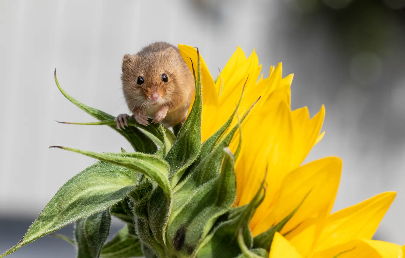 Photo wallpaper look, nature, sunflower, mouse, sitting