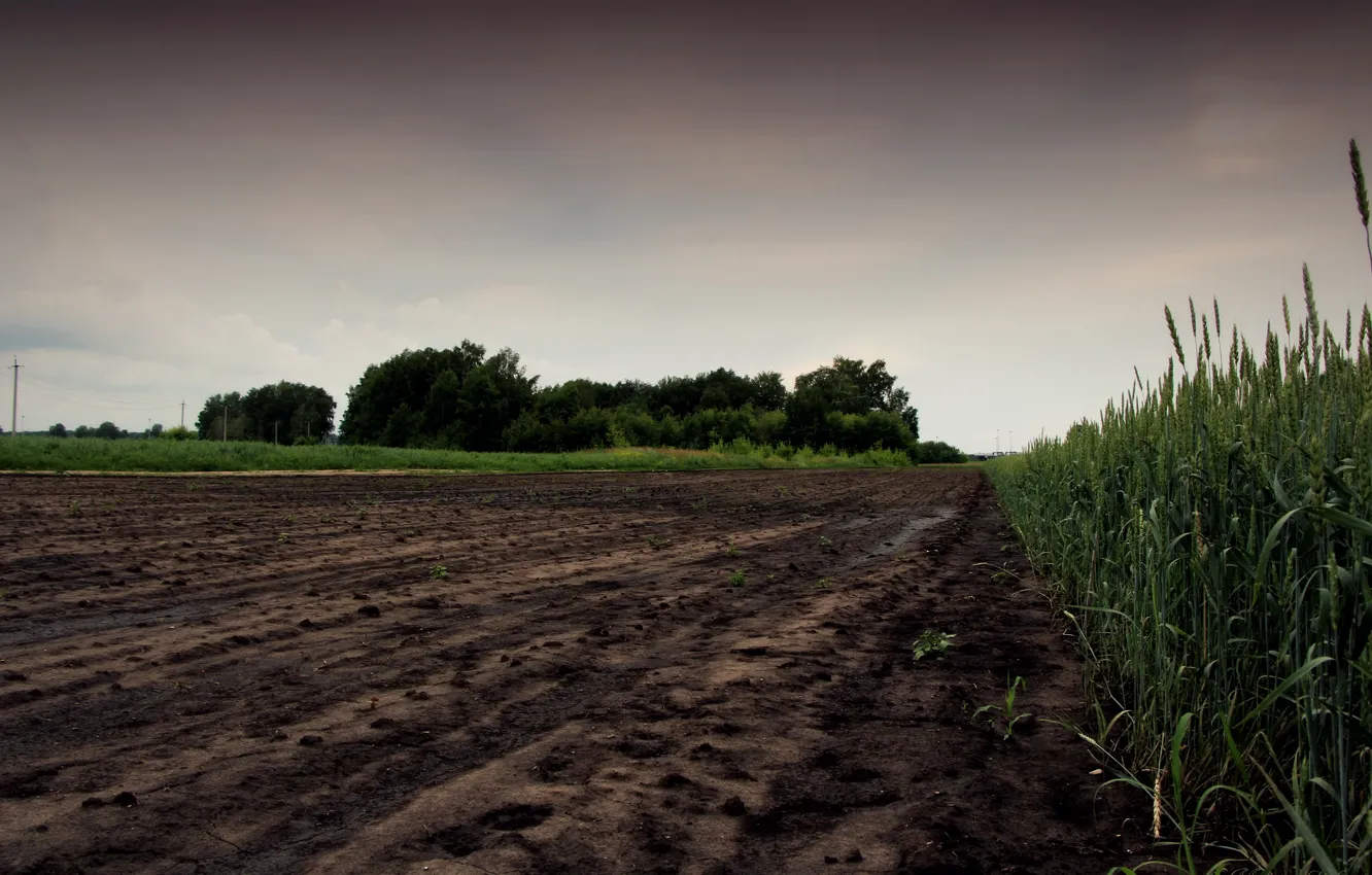 Photo wallpaper field, grass, overcast, the evening, oats, zalesak.