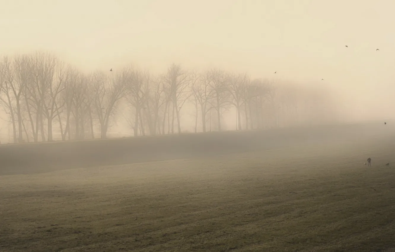 Photo wallpaper field, nature, fog