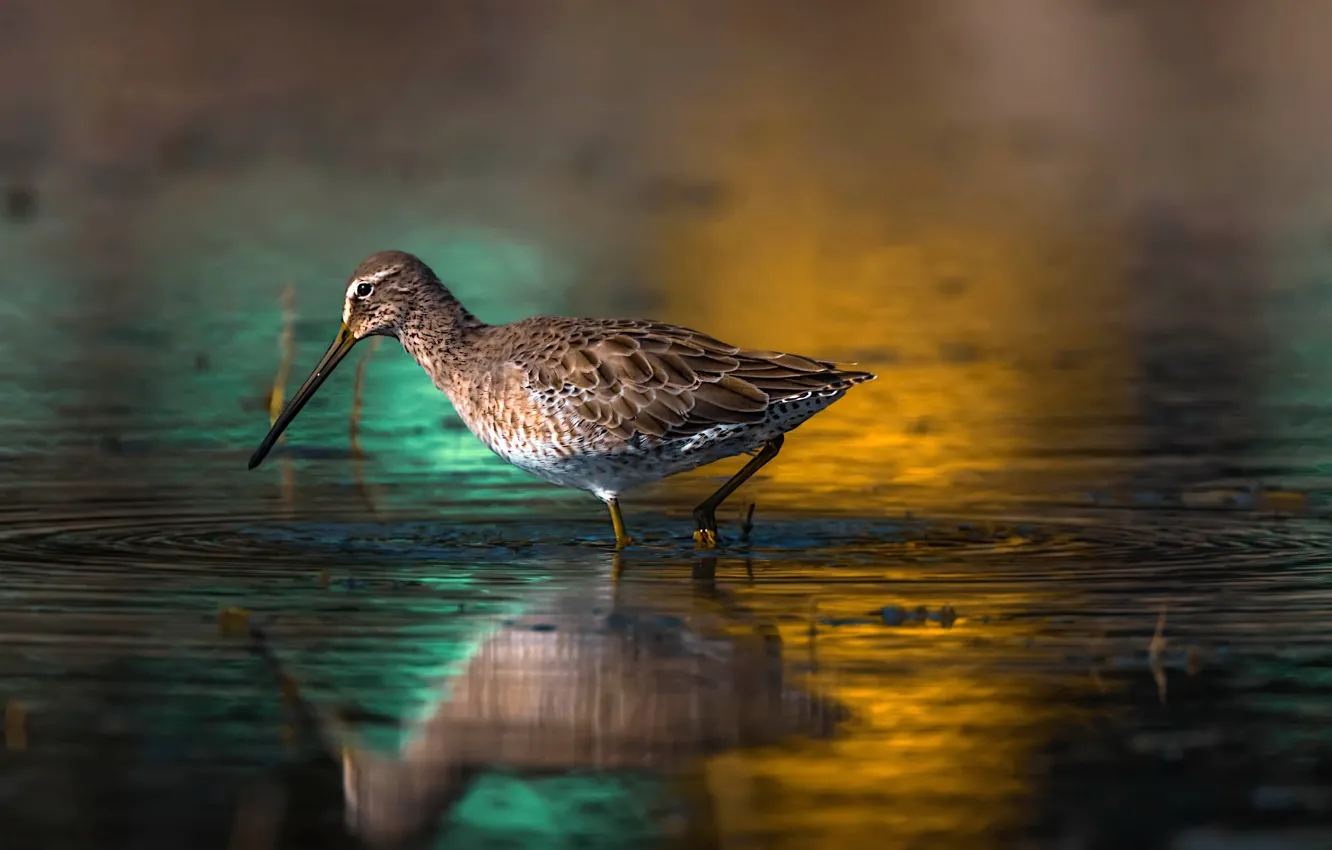 Photo wallpaper nature, lake, bird