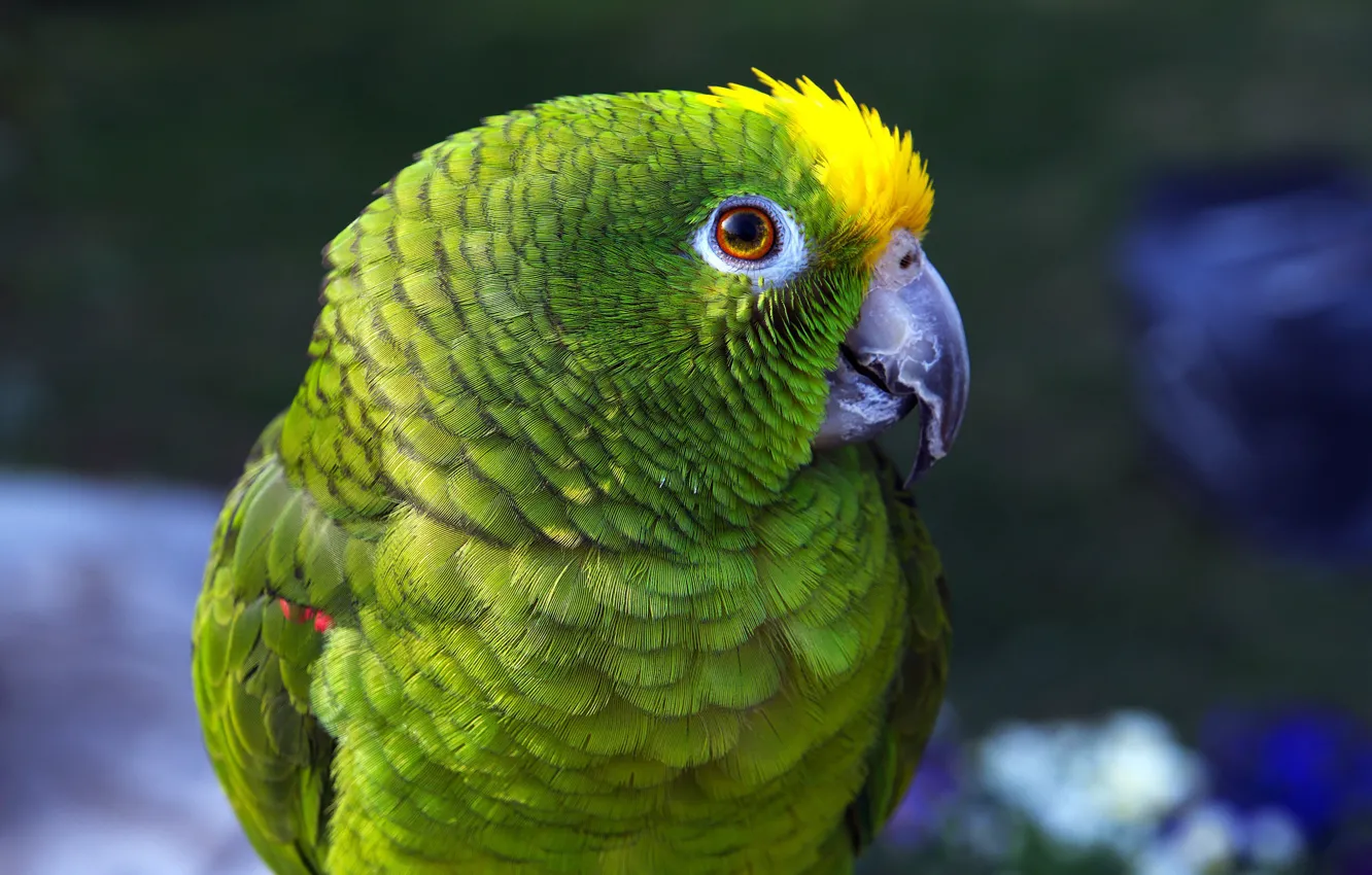 Photo wallpaper look, green, bird, portrait, parrot, Amazon, Amazon
