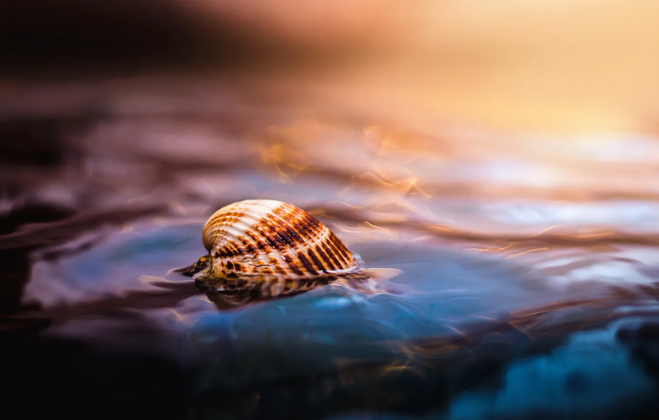 Photo wallpaper sea, water, macro, shell