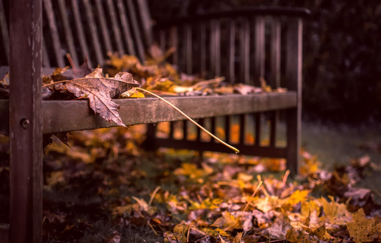 Photo wallpaper autumn, leaves, bench