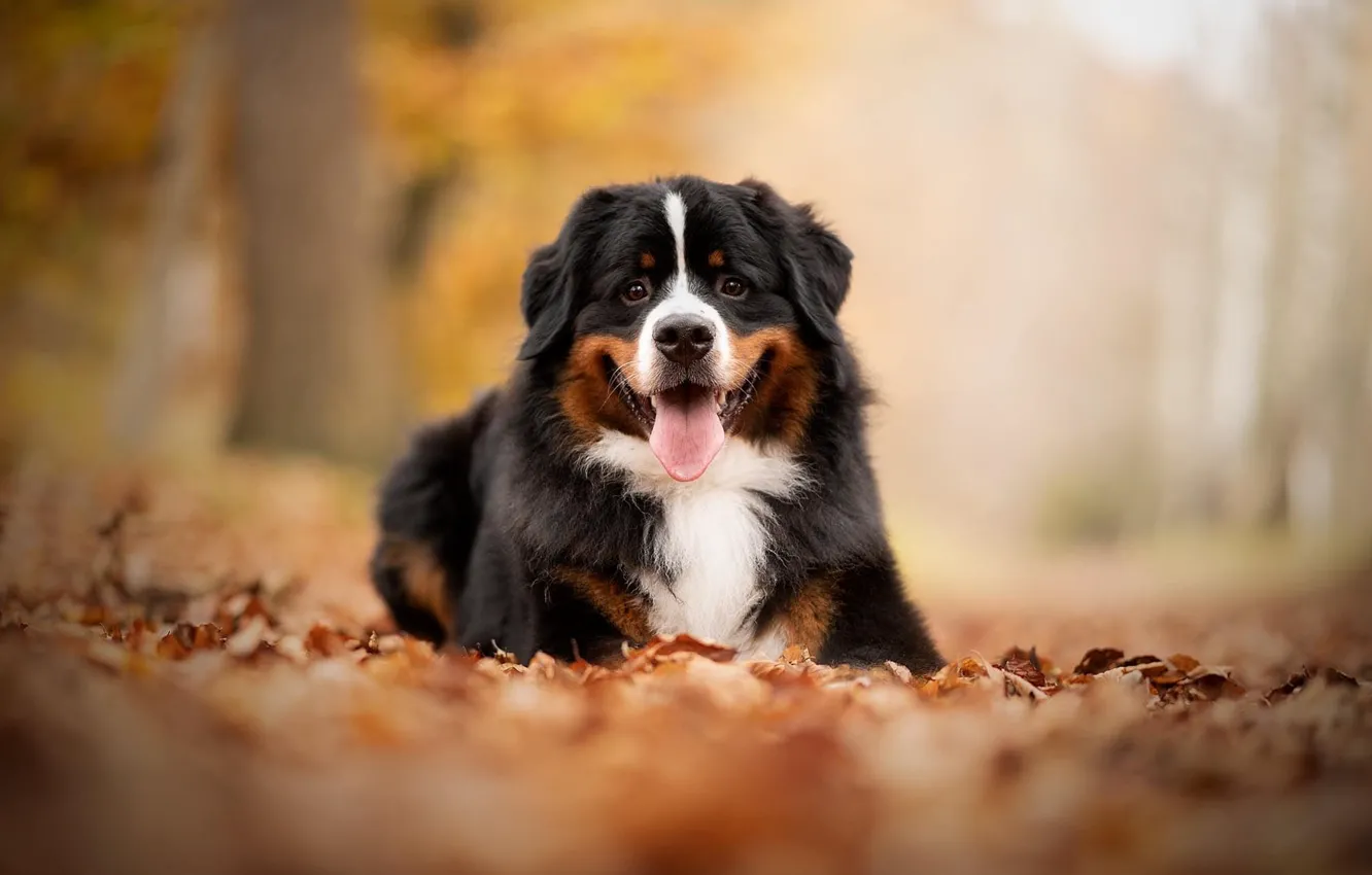 Photo wallpaper autumn, language, smile, Park, foliage, dog, puppy, lies
