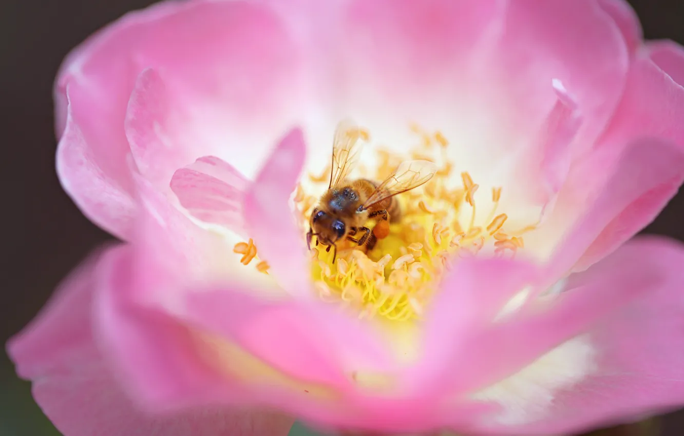Photo wallpaper flower, bee, petals, stamens, insect