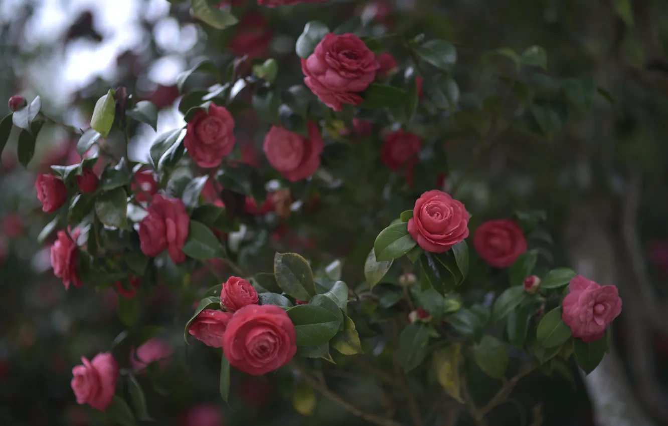 Photo wallpaper leaves, flowers, branches, pink, Camellia