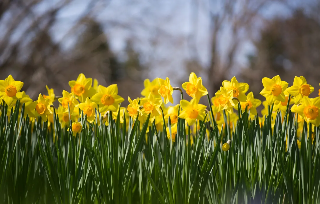 Photo wallpaper flowers, spring, yellow, garden, flowerbed, a lot, daffodils