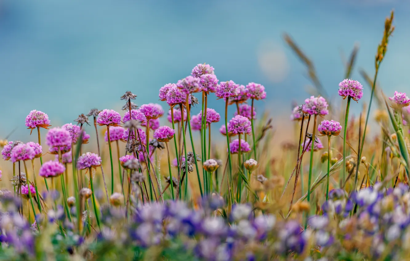 Photo wallpaper flowers, glade, spikelets, meadow, pink, bokeh, blue sky, Armeria