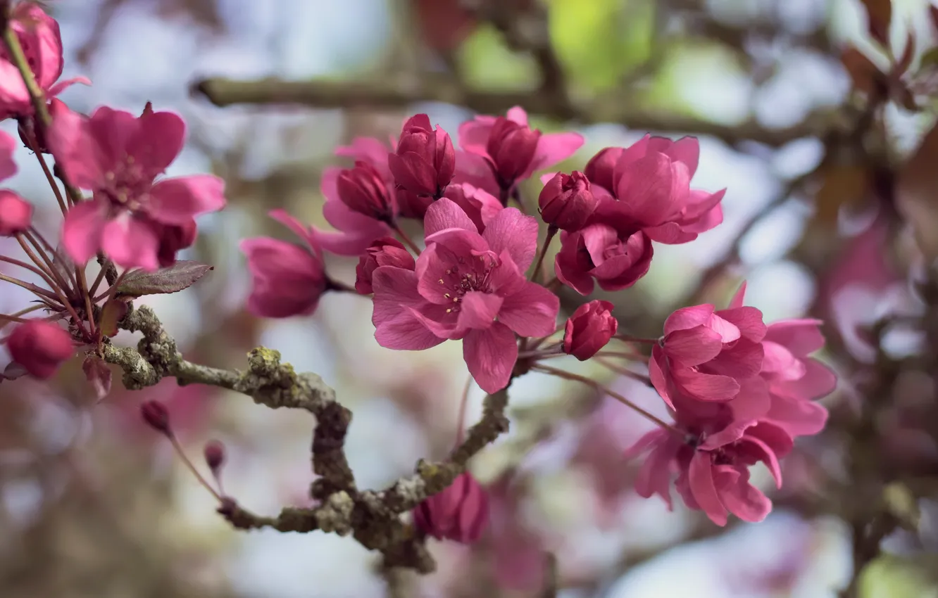 Photo wallpaper flowers, branch, spring, pink, flowering, bokeh