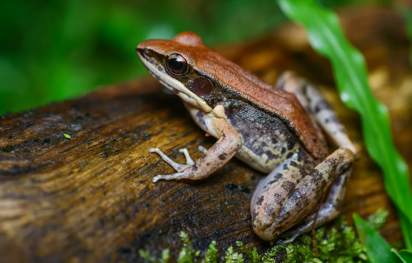 Photo wallpaper look, leaves, macro, trees, pose, background, frog, log