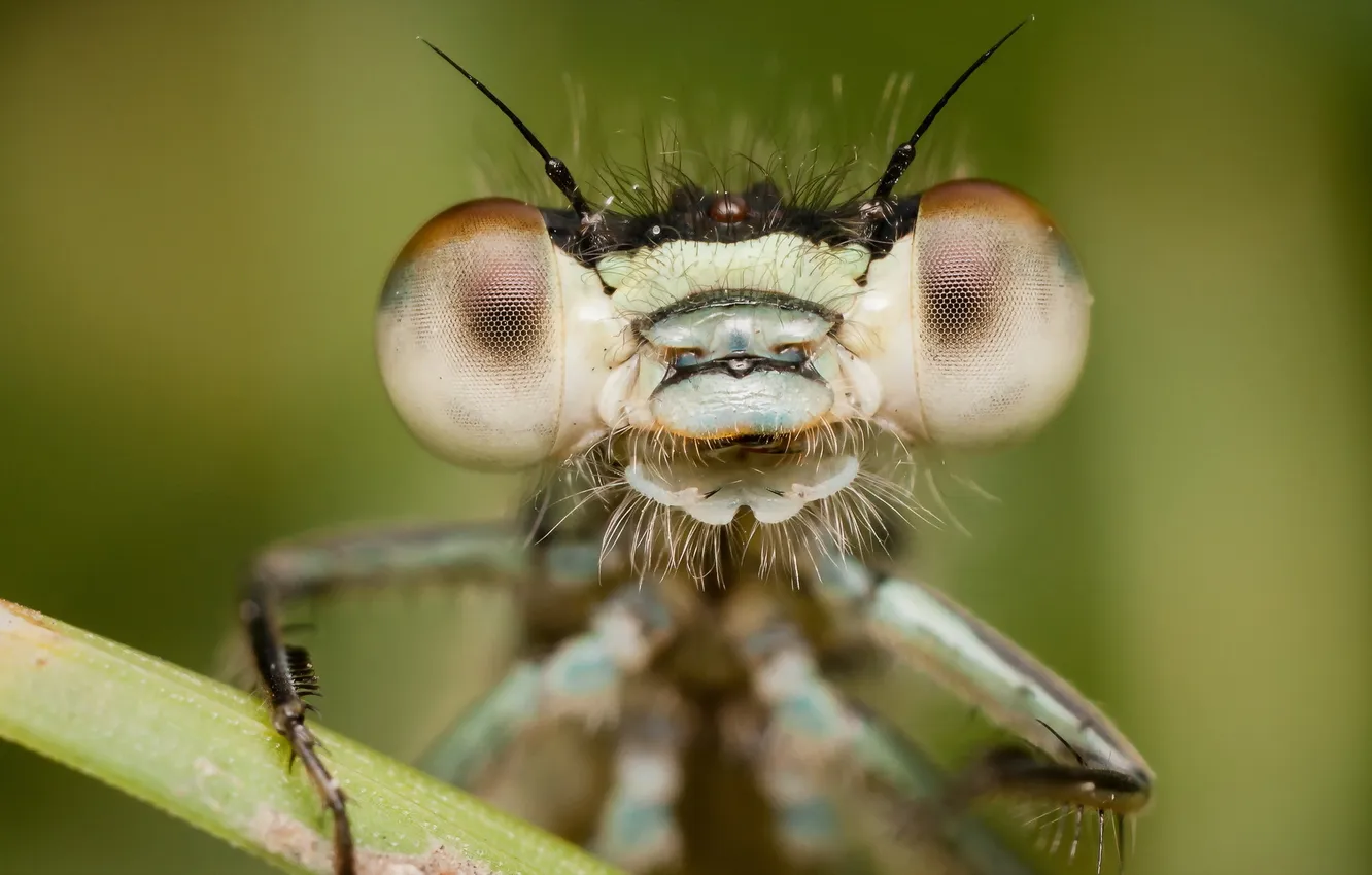 Photo wallpaper macro, nature, Blue-tailed Damselfly
