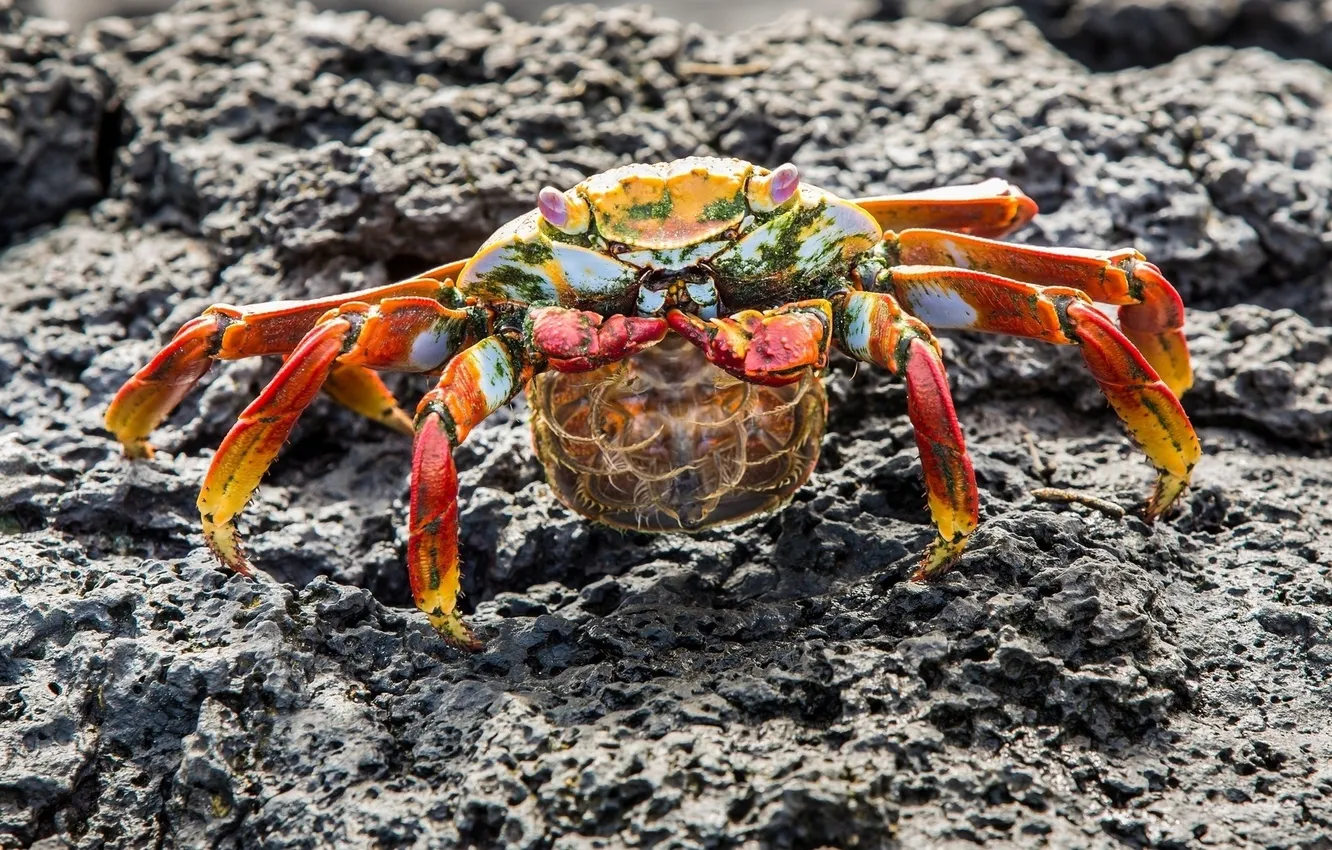 Photo wallpaper stones, pose, crab