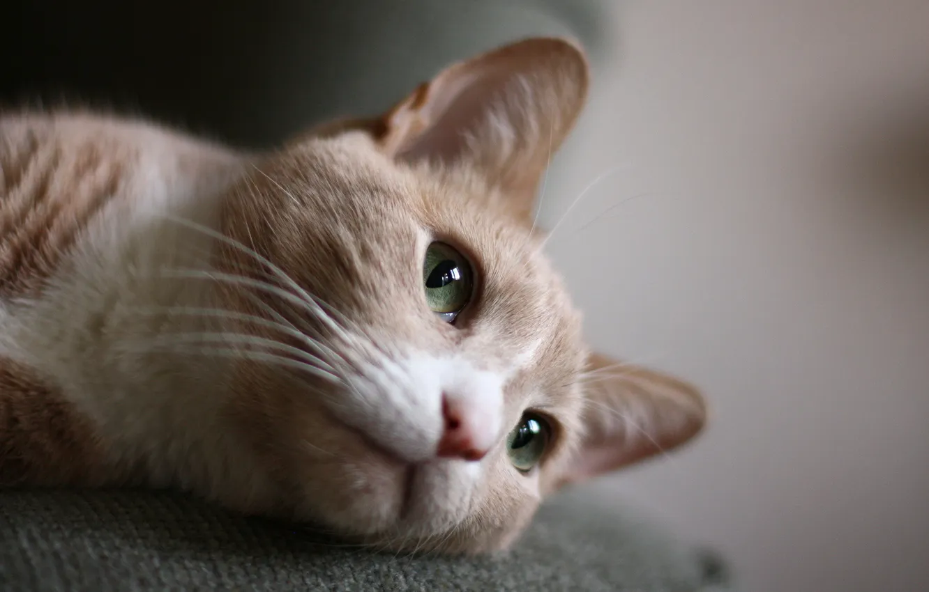 Photo wallpaper cat, look, macro