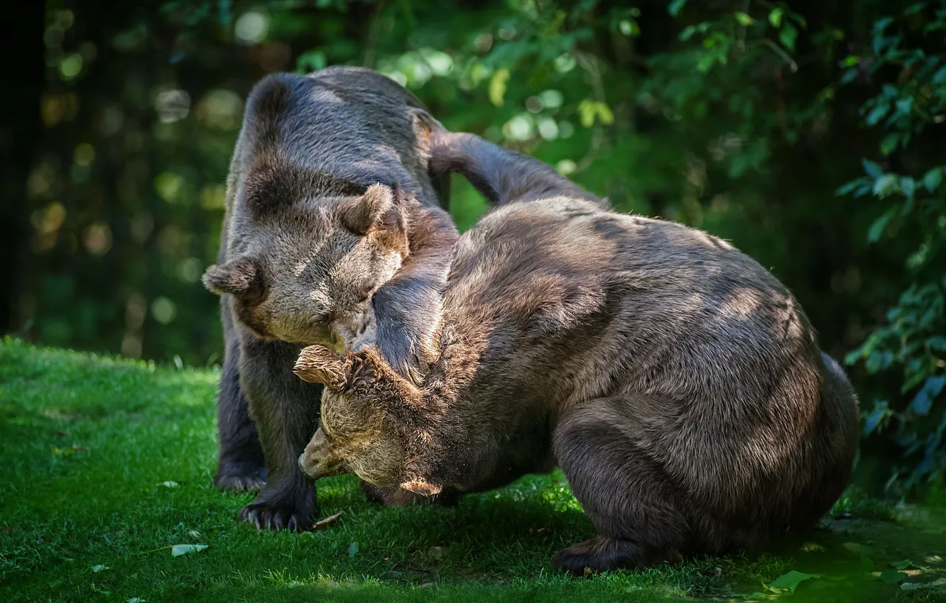 Photo wallpaper glade, bear, fight