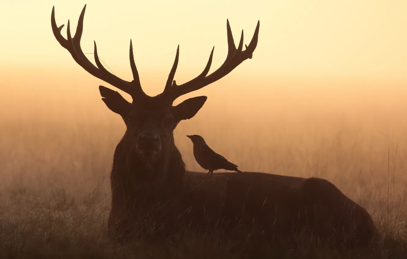 Photo wallpaper nature, bird, deer