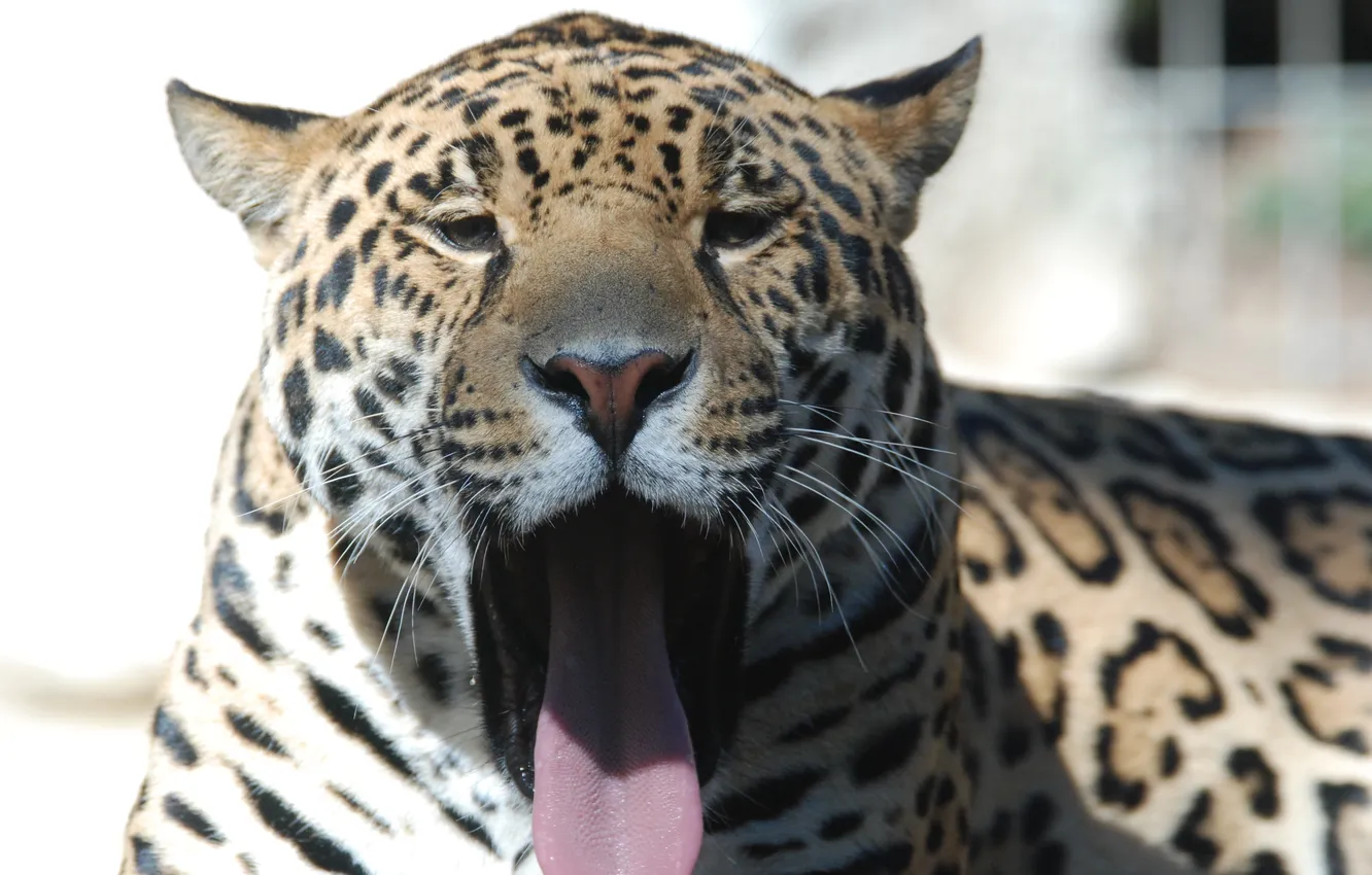 Photo wallpaper language, cat, face, Jaguar, yawns