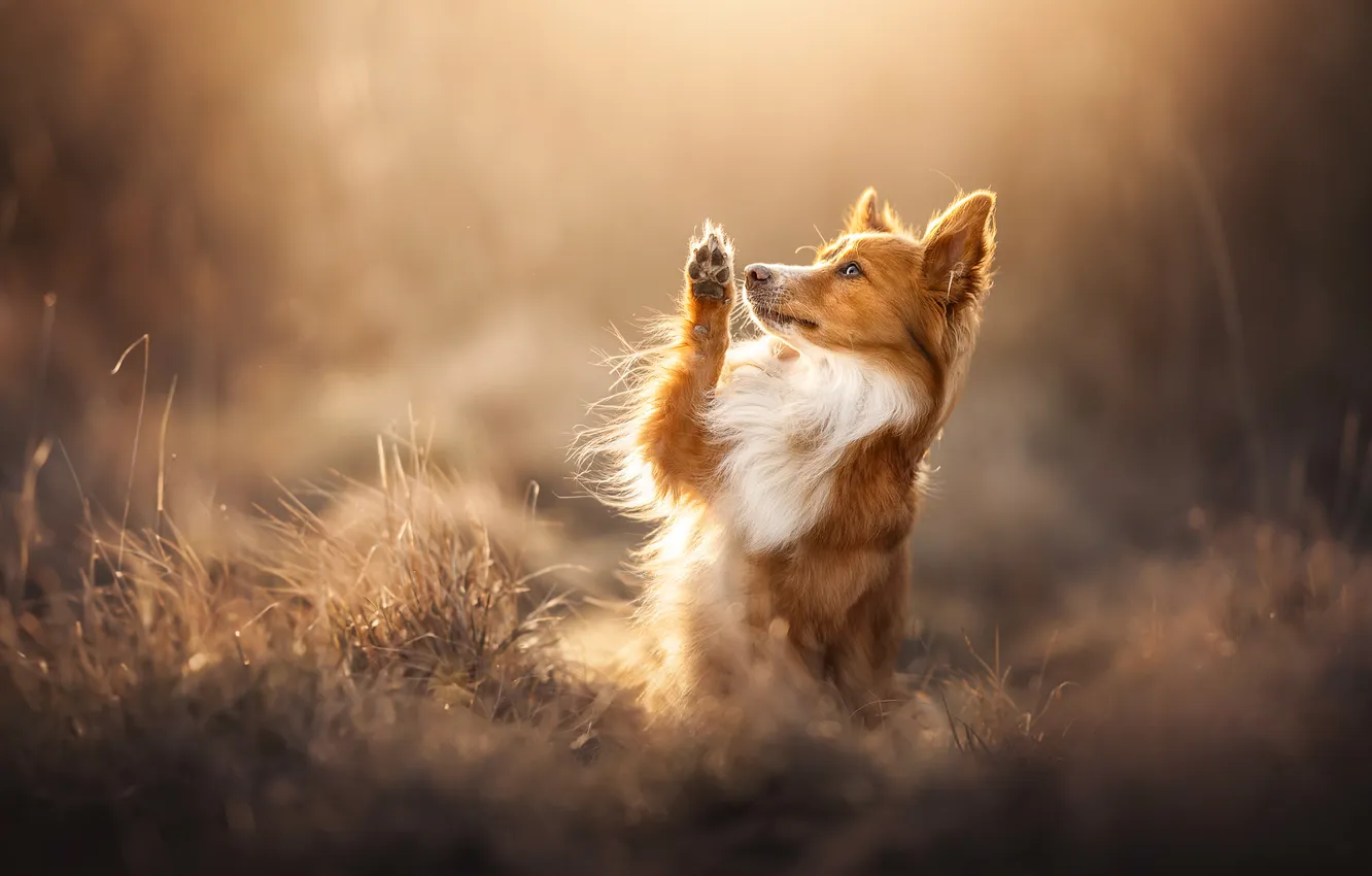Photo wallpaper grass, paw, dog, red, stand, bokeh, The border collie